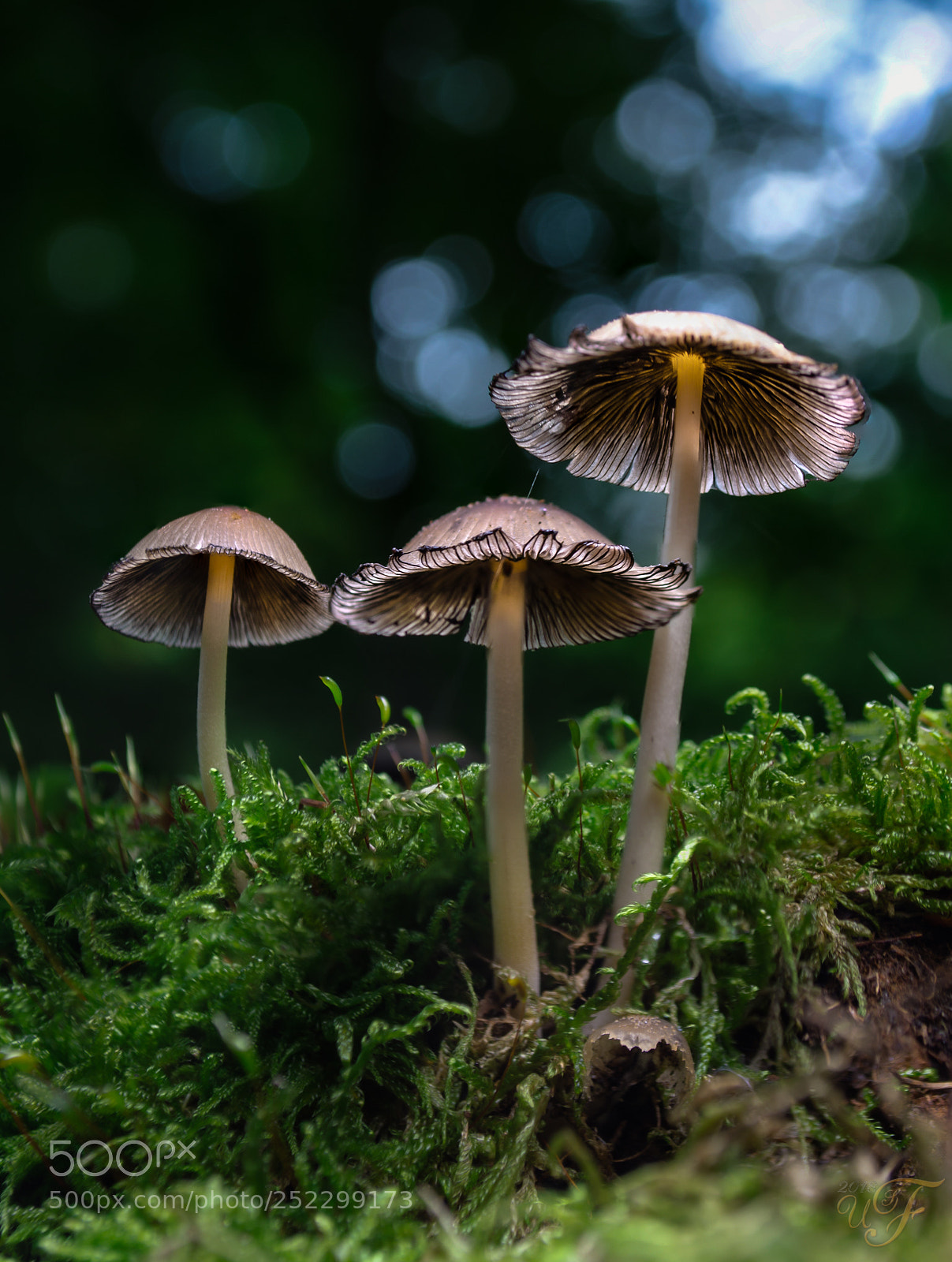 Nikon D5100 sample photo. Drei pilze photography