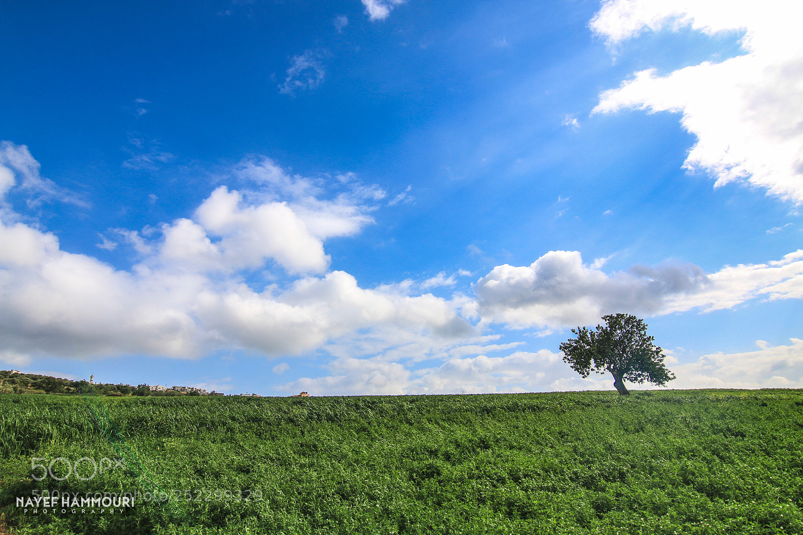 Canon EOS 70D sample photo. Faquaa tree photography