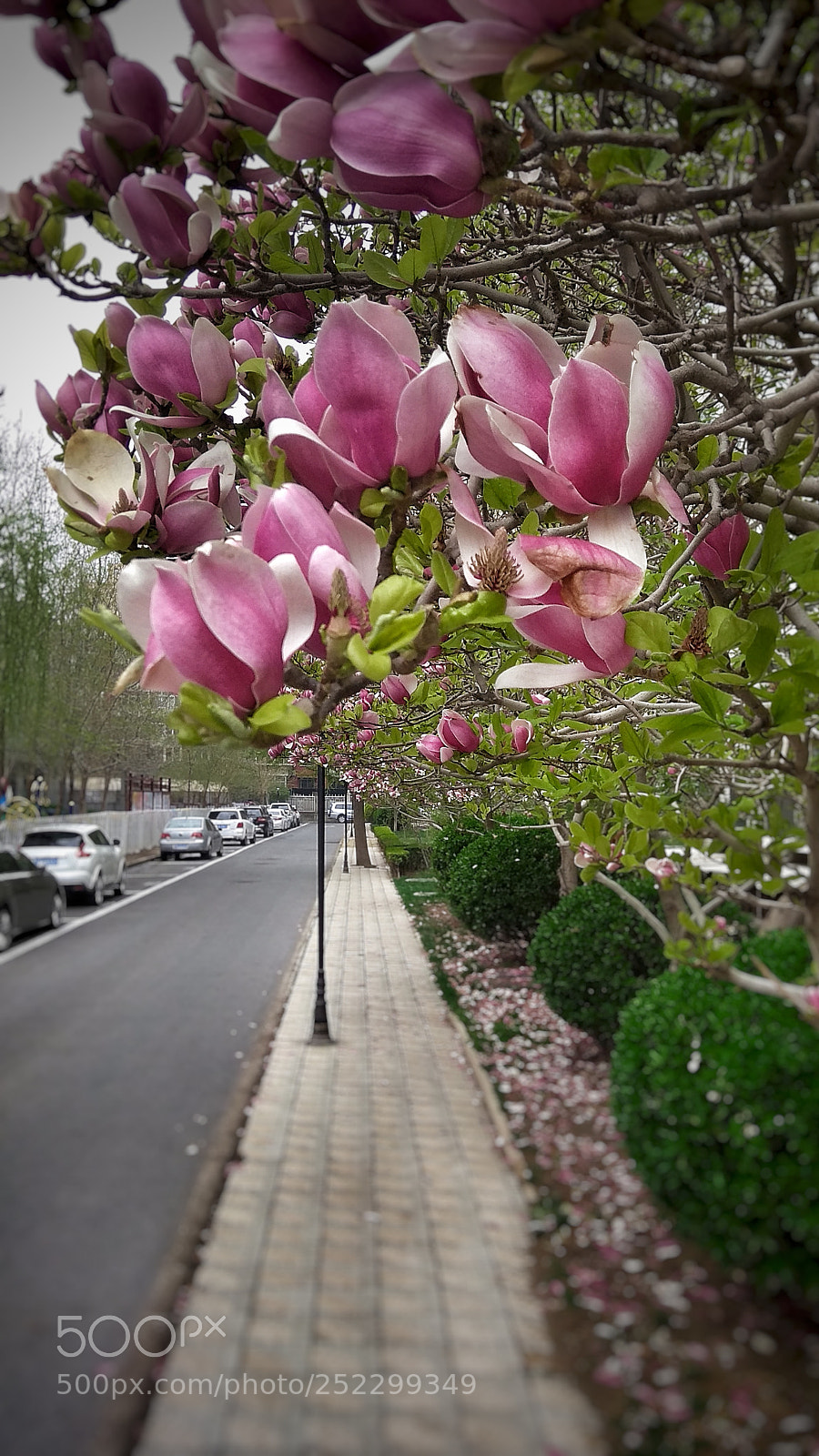 Xiaomi Redmi Note 4X sample photo. Untitled photography