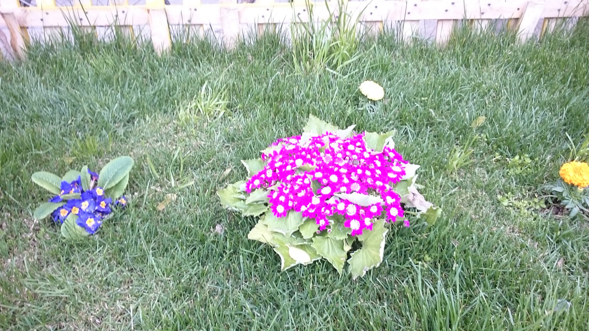 Sony Xperia Z Ultra sample photo. Mini garden  photography