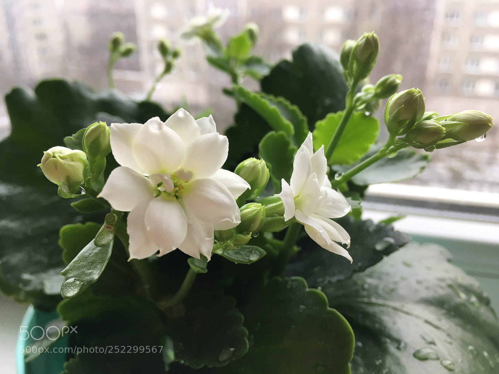 Apple iPhone SE sample photo. Spring photography