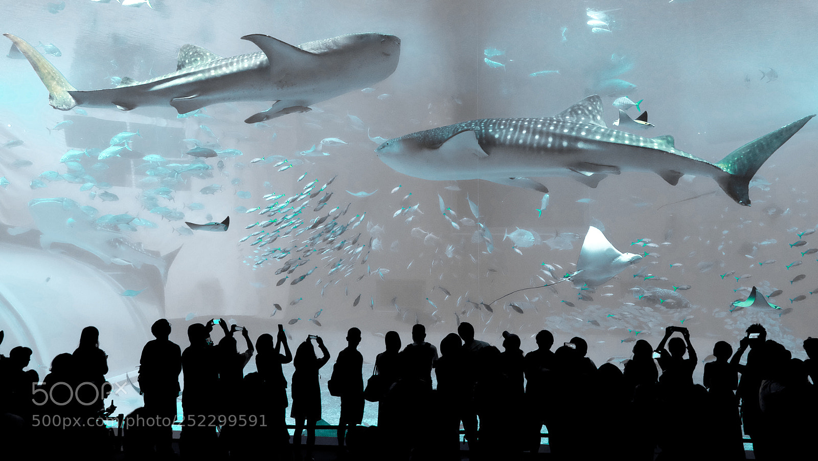 Fujifilm X-T1 sample photo. Whale shark above us photography