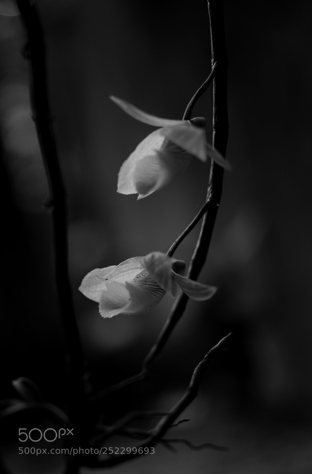 Nikon D5100 sample photo. "দিয়ে গেনু বসন্তের এই গানখানি" photography