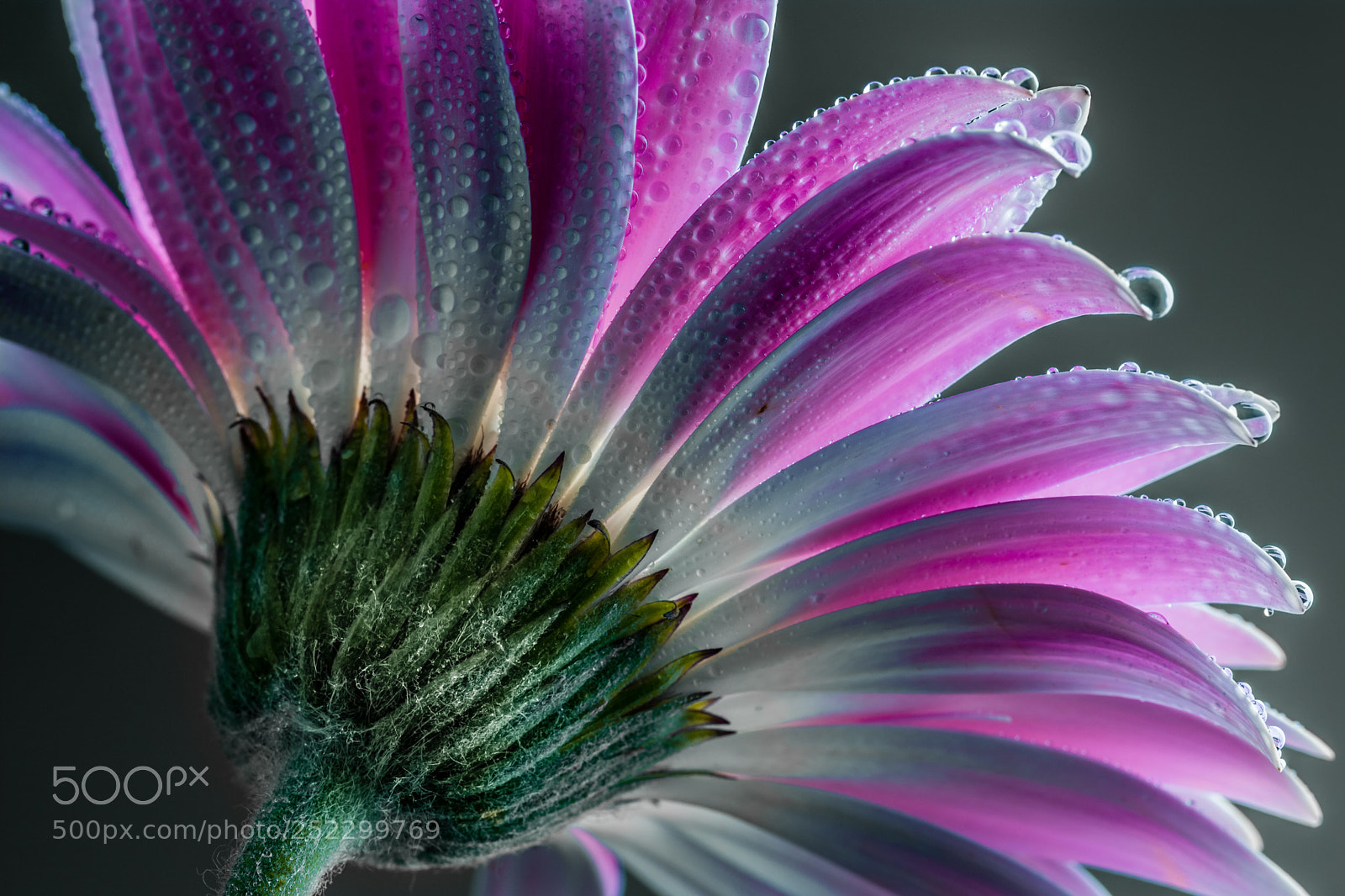 Nikon D5200 sample photo. Flora photography