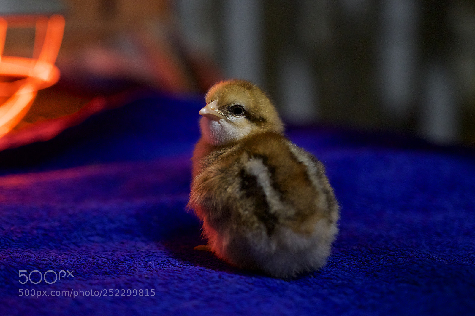 Canon EOS 80D sample photo. Chick photography