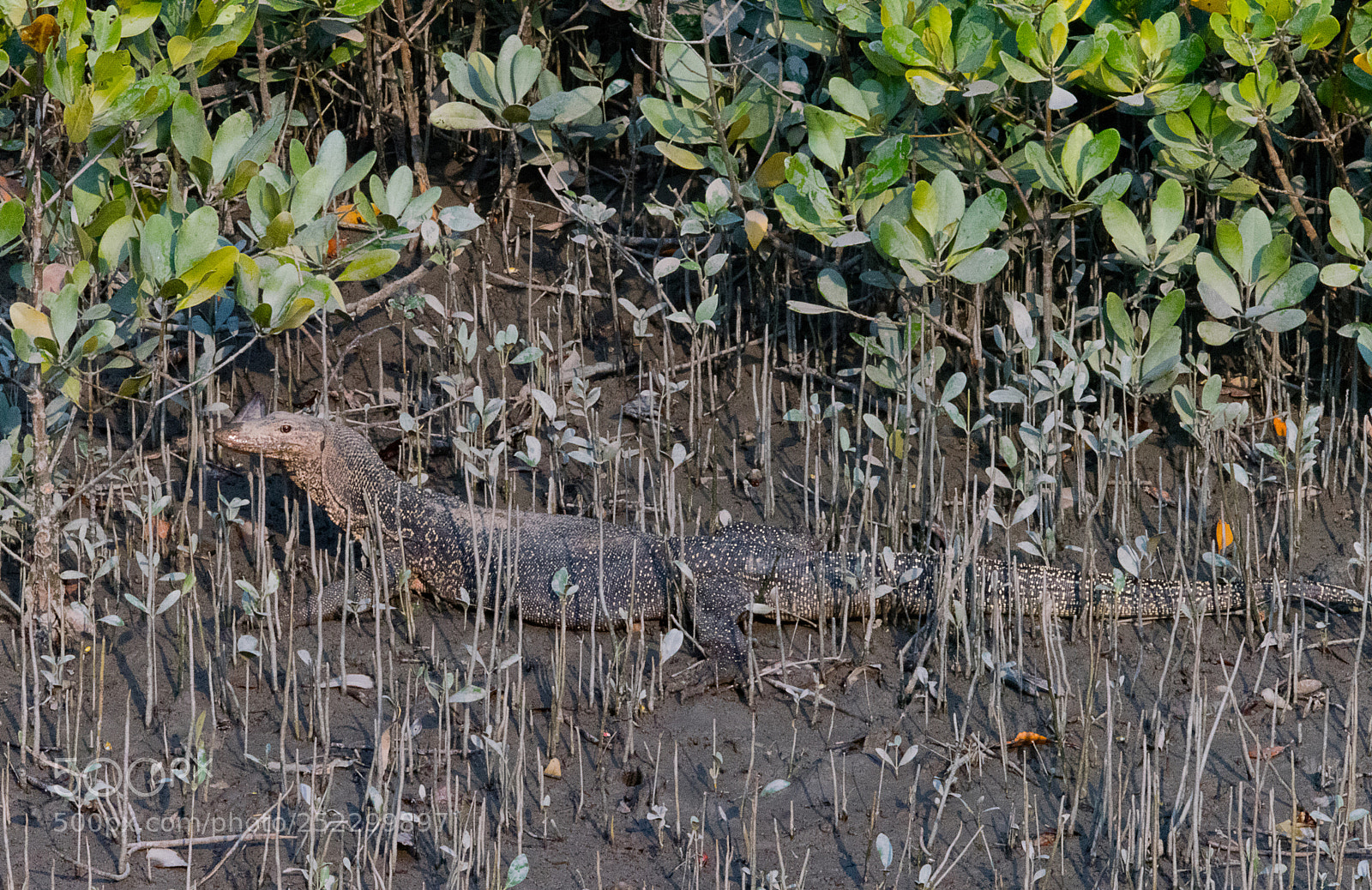 Sony a99 II sample photo. Water monitor lizard photography