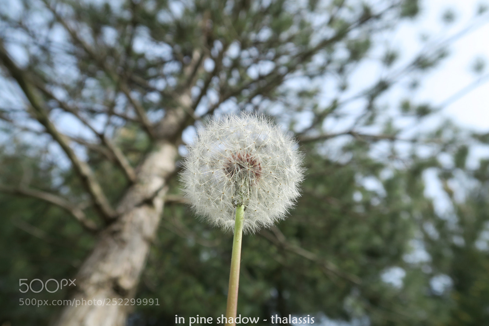 Canon PowerShot G7 X sample photo. In pine shadow photography