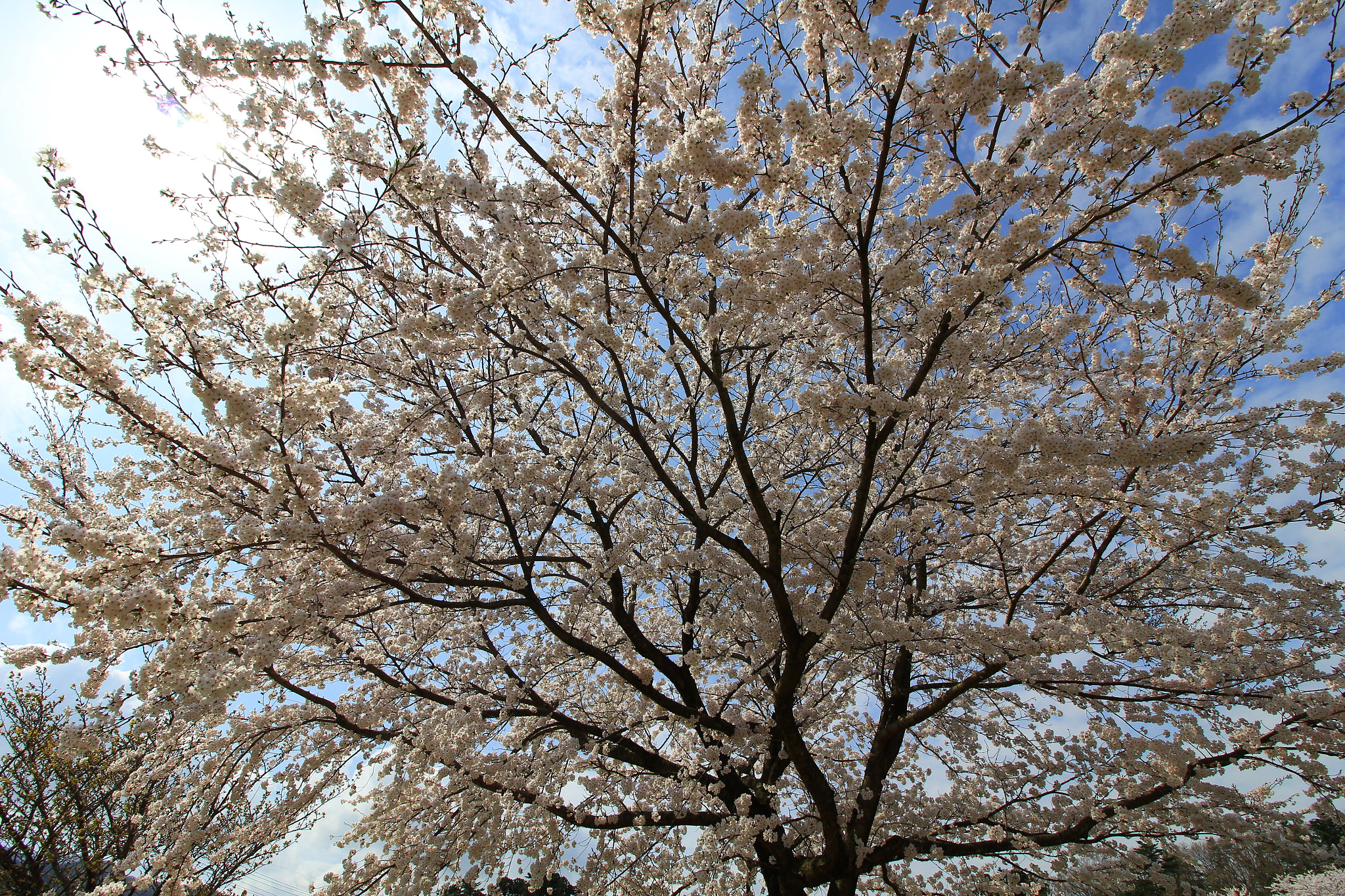 Canon EOS 60D sample photo