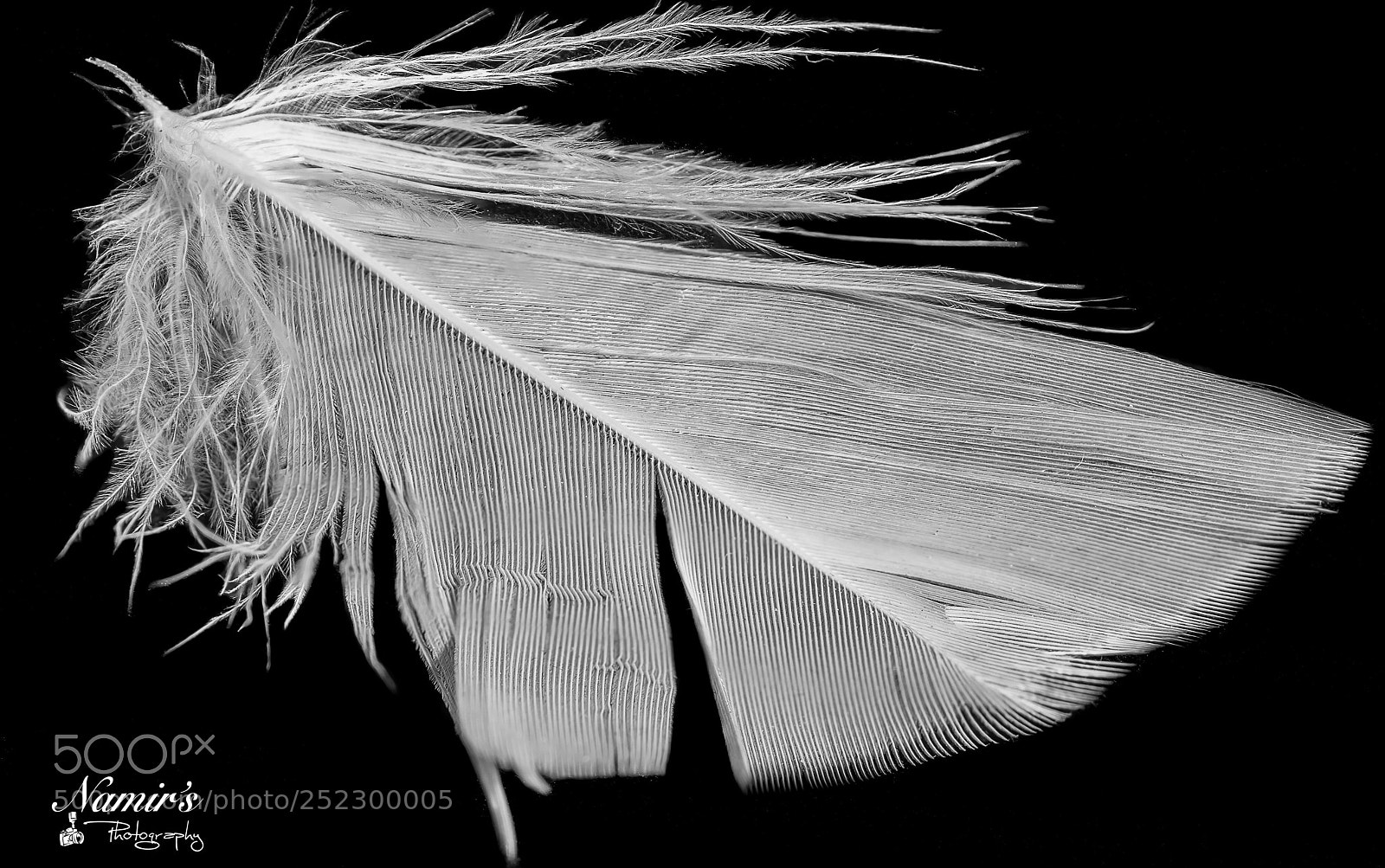 Nikon D500 sample photo. Macro beauty photography