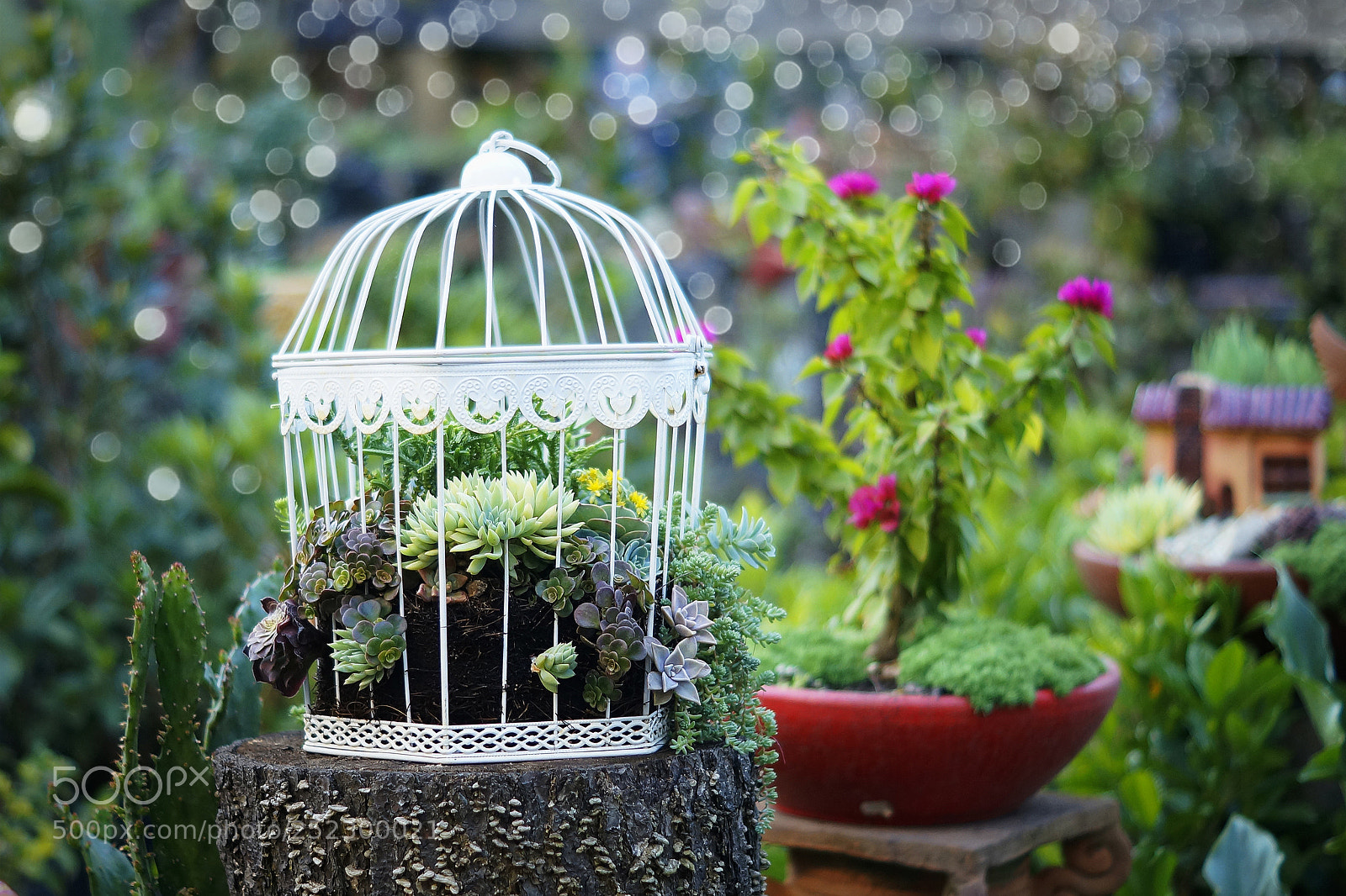 Sony SLT-A57 sample photo. Little garden photography