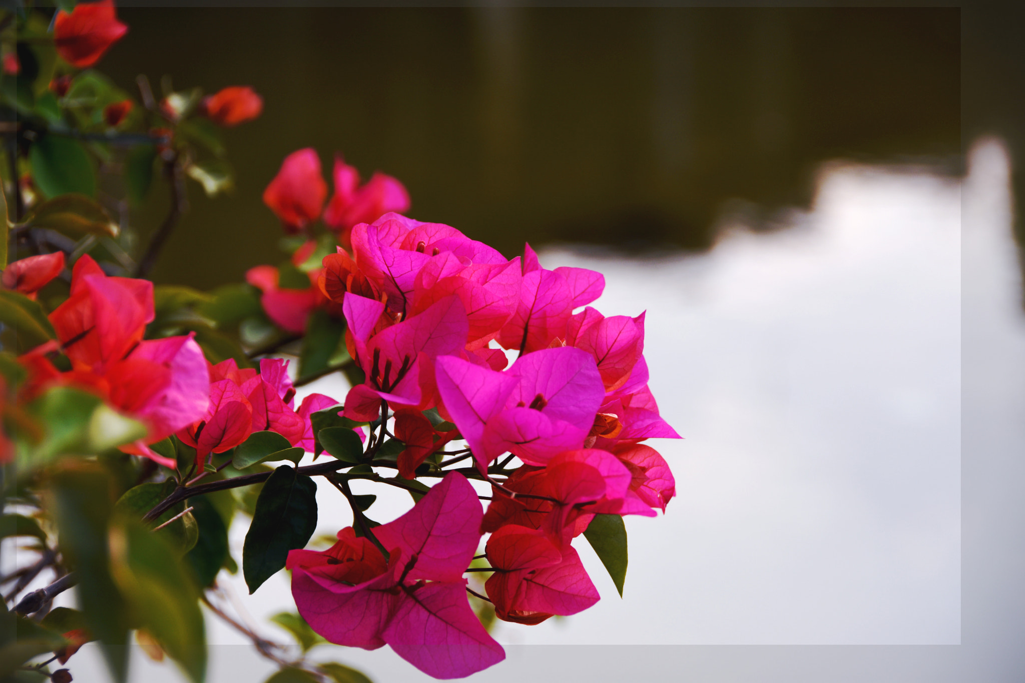 Nikon D7200 sample photo. Flowers in spring photography