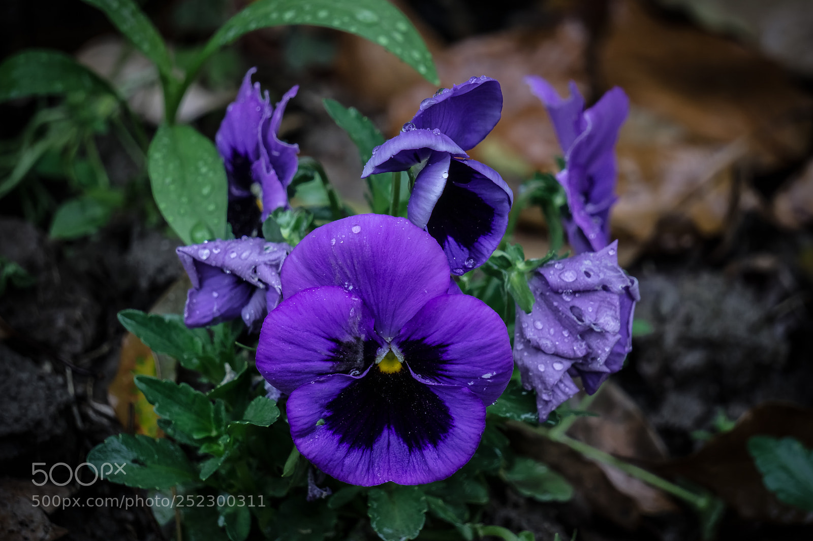 Sony a6000 sample photo. Flower and rain photography