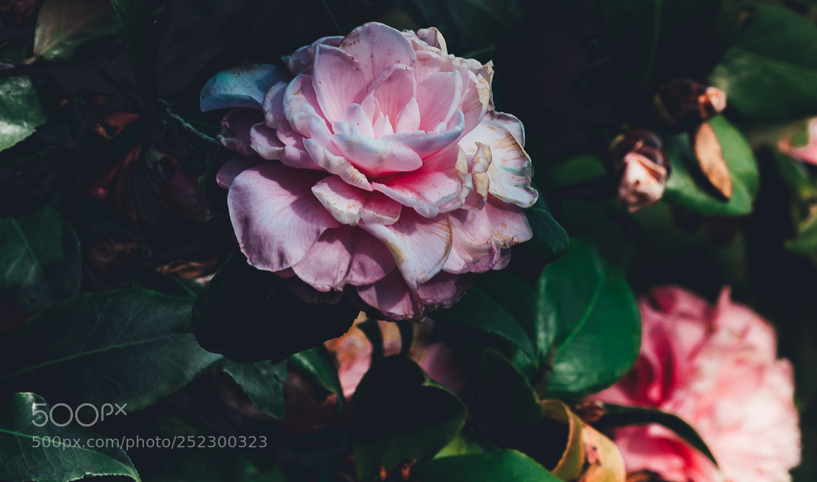 Sony SLT-A99V sample photo. Pink rose photography