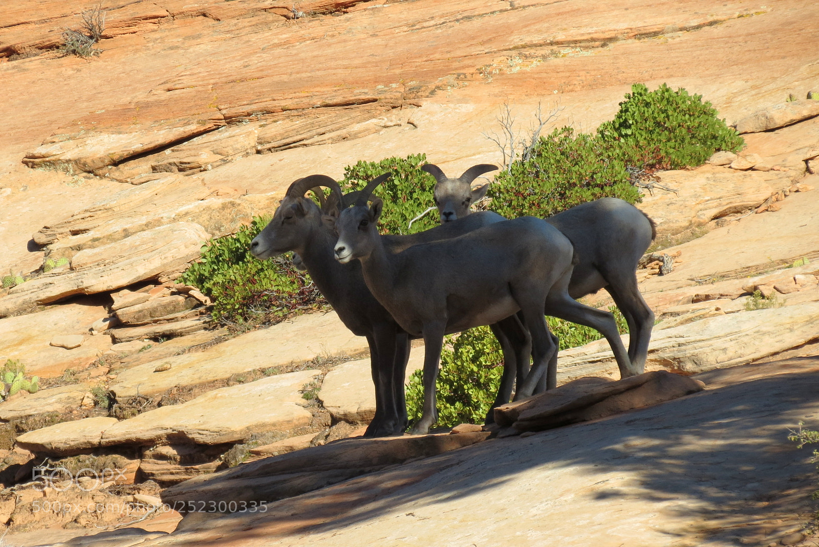 Canon PowerShot SX40 HS sample photo. The bighorn of the photography