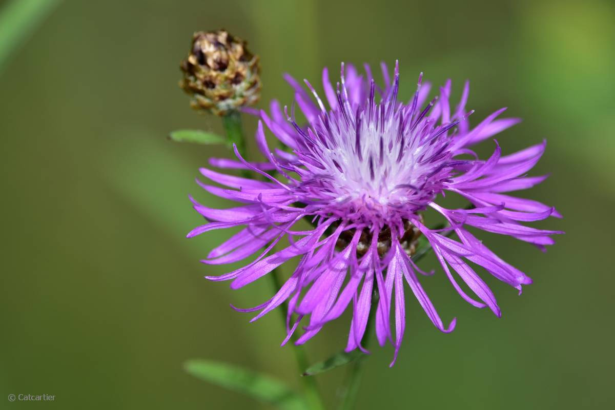 Nikon Nikkor AF-S 300mm F4E PF ED VR sample photo. Centaurea nervosa photography