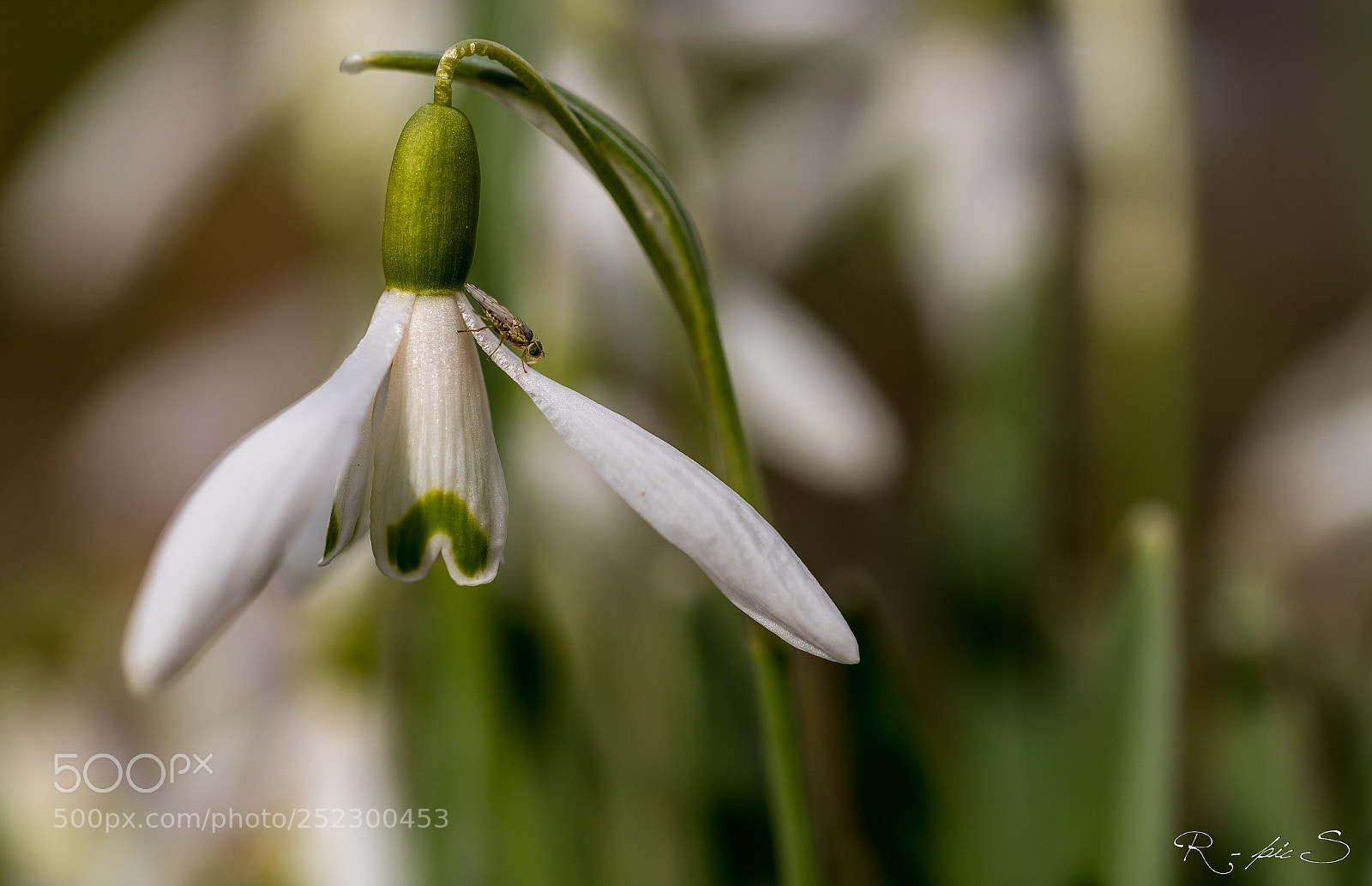 Nikon D810 sample photo. Finally spring photography
