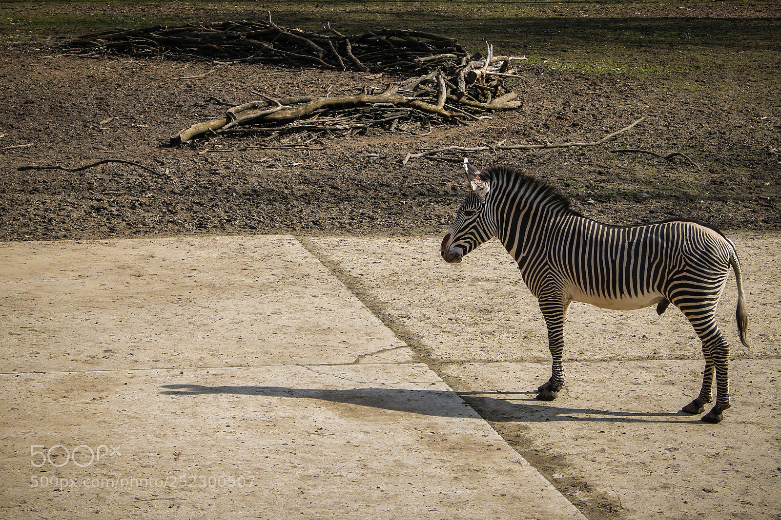 Canon EOS 750D (EOS Rebel T6i / EOS Kiss X8i) sample photo. Zebra photography