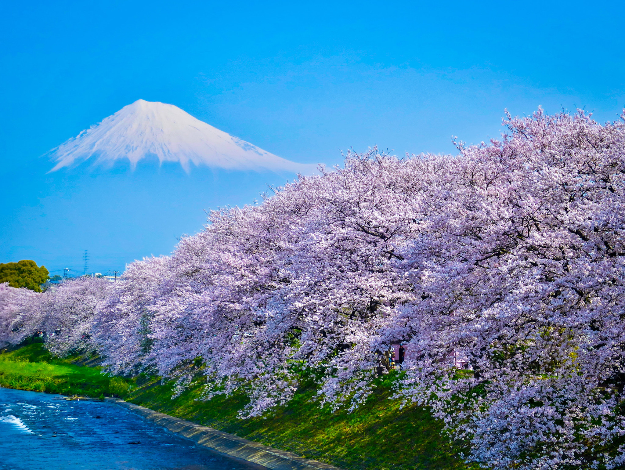 Canon PowerShot S120 sample photo. Mt. fuji and cherry blossoms in full bloom photography