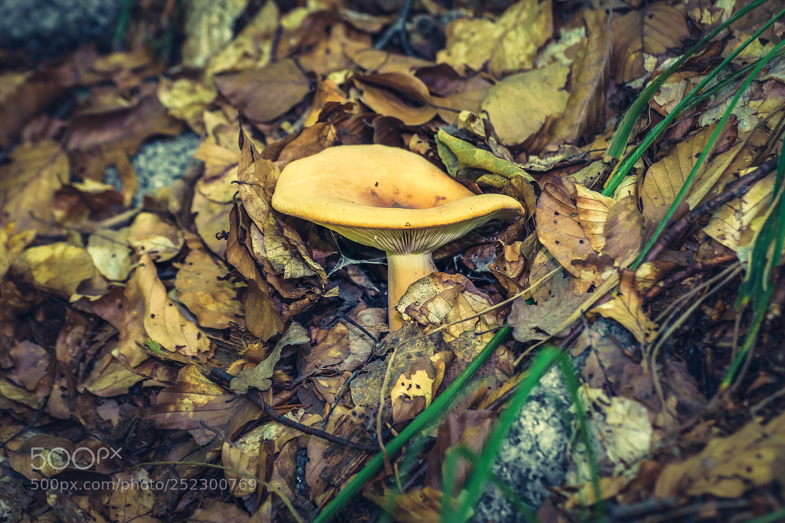 Nikon D3300 sample photo. Mushroom photography