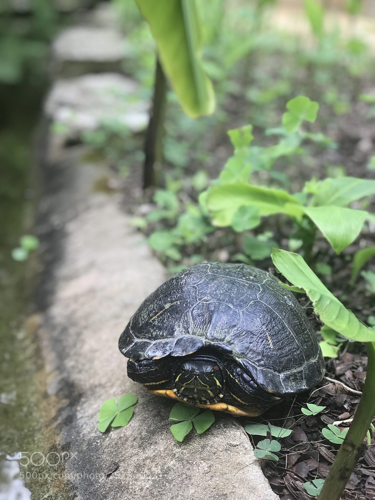 Apple iPhone 7 Plus sample photo. Turtle in his shell  photography