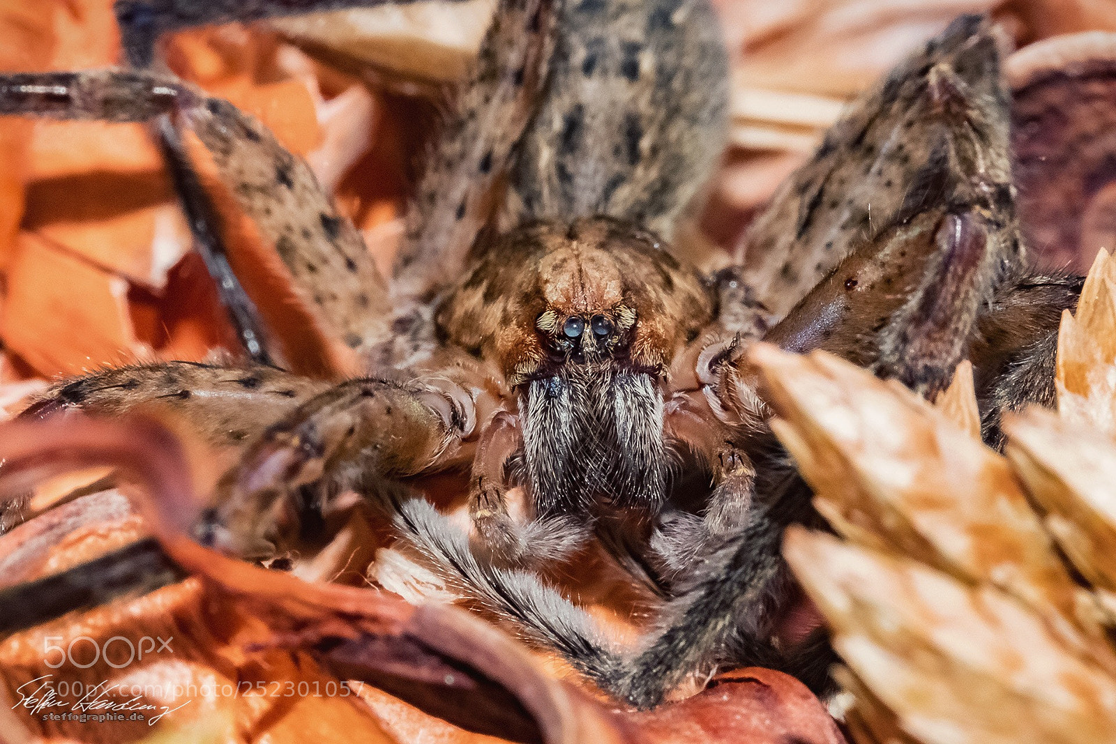 Fujifilm X-T2 sample photo. Smiling spider  photography
