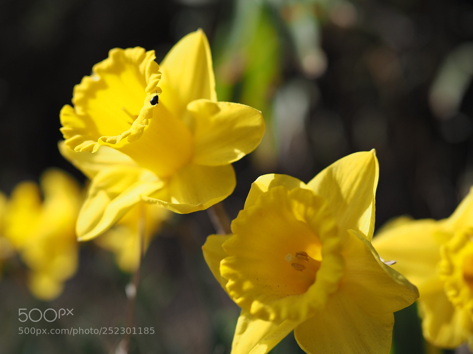Olympus OM-D E-M1 Mark II sample photo. ラッパスイセン | daffodil photography