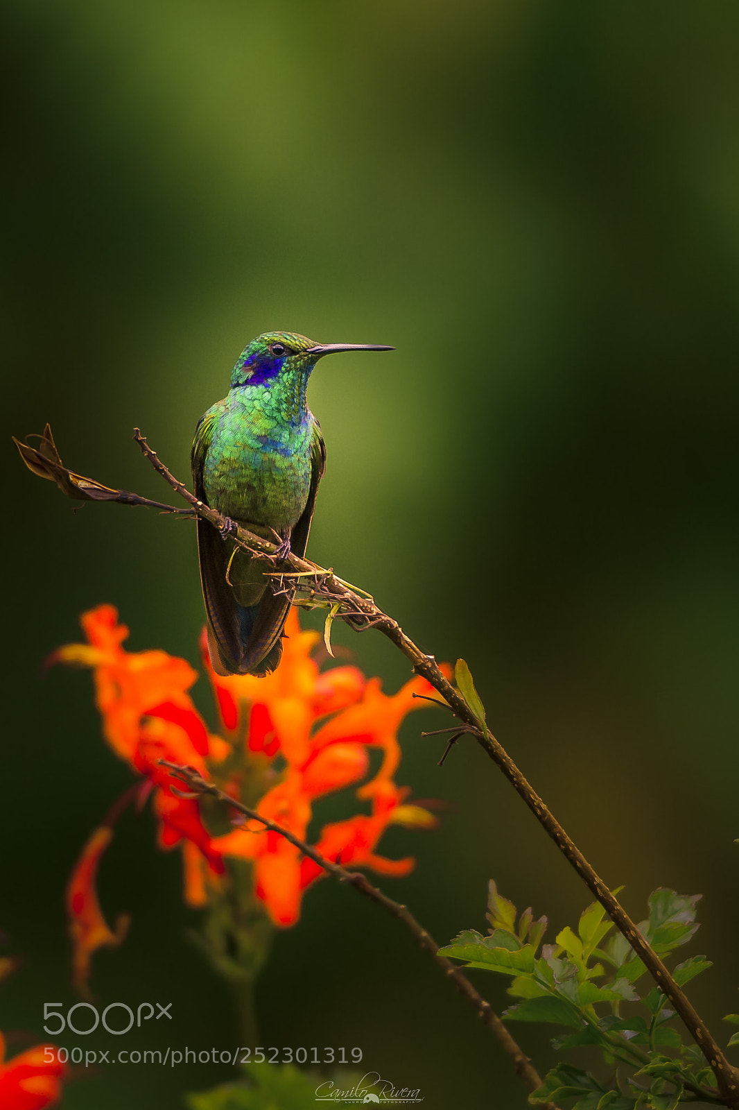 Nikon D810 sample photo. Hummingbird photography