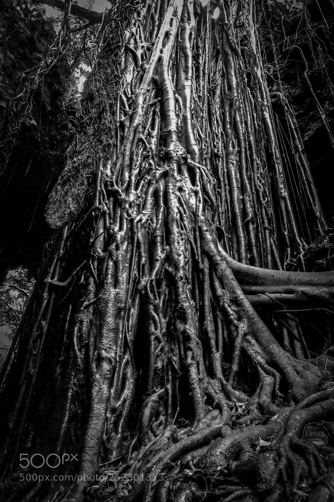 Fujifilm X-T1 sample photo. Ancient wood photography