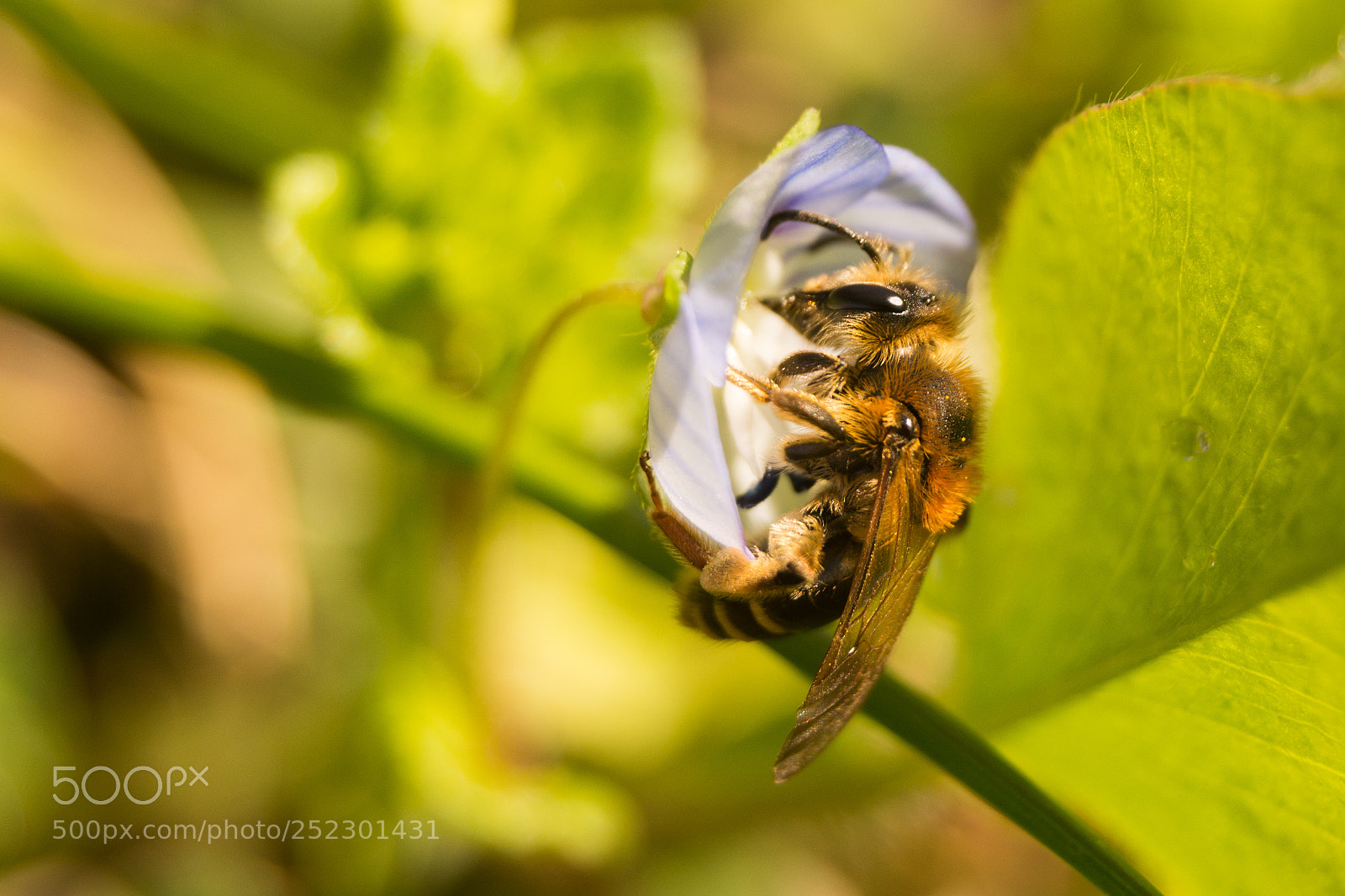Nikon D5200 sample photo. Ape photography