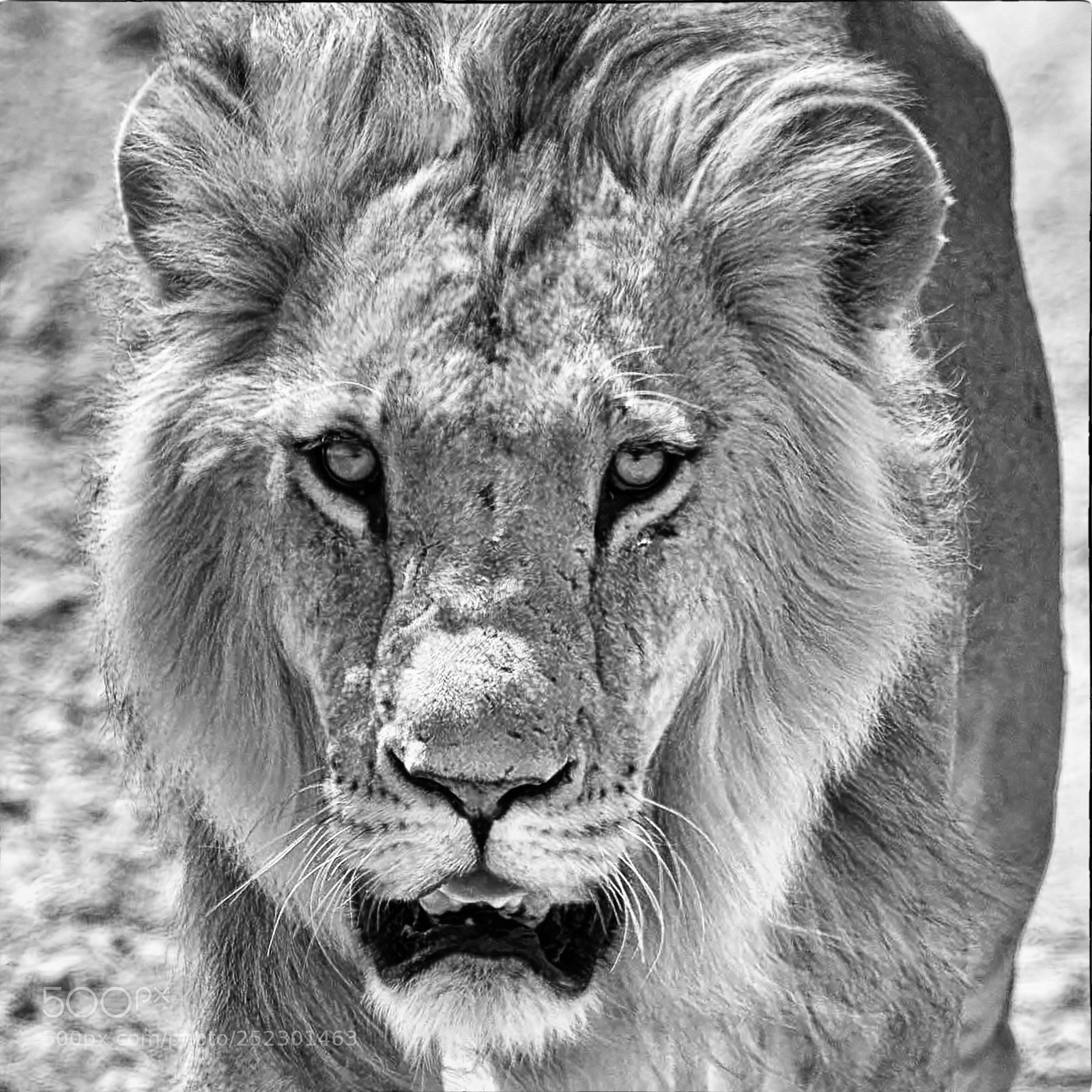 Nikon D500 sample photo. Lion portrait photography