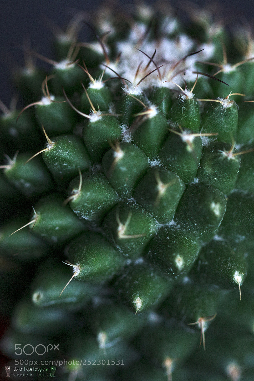 Canon EOS 5D Mark II sample photo. Cactus photography