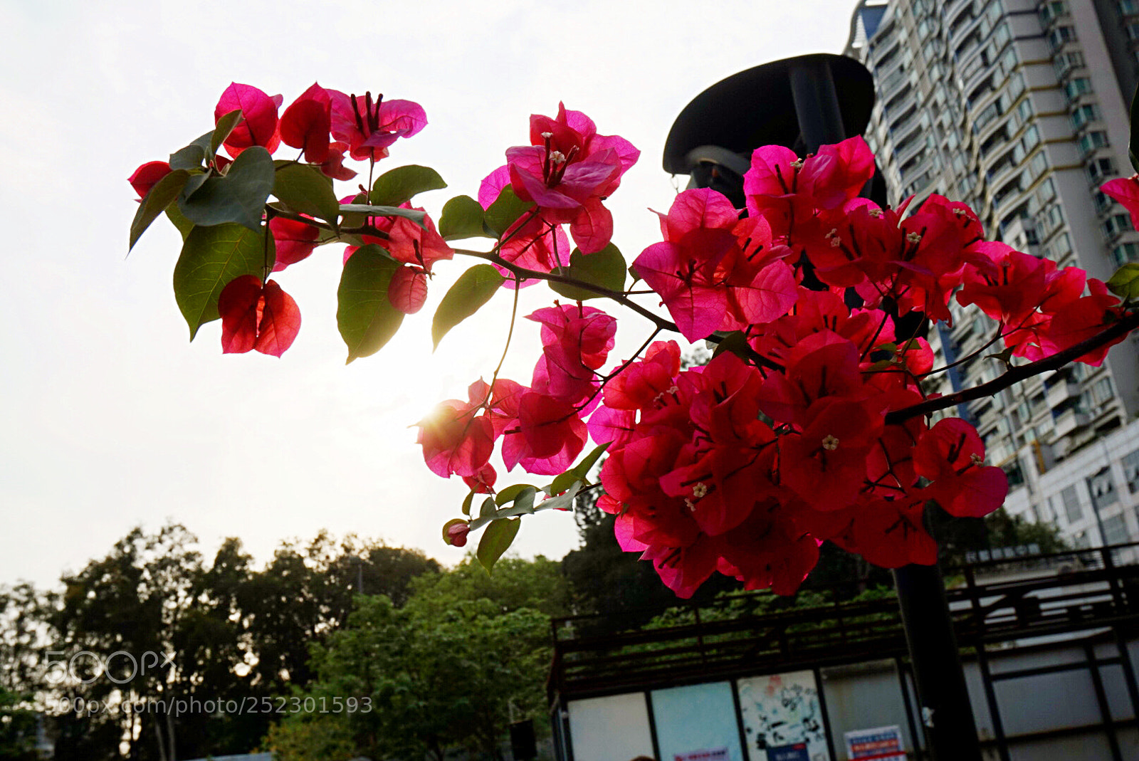 Sony Alpha a5000 (ILCE 5000) sample photo. Paper flowers photography