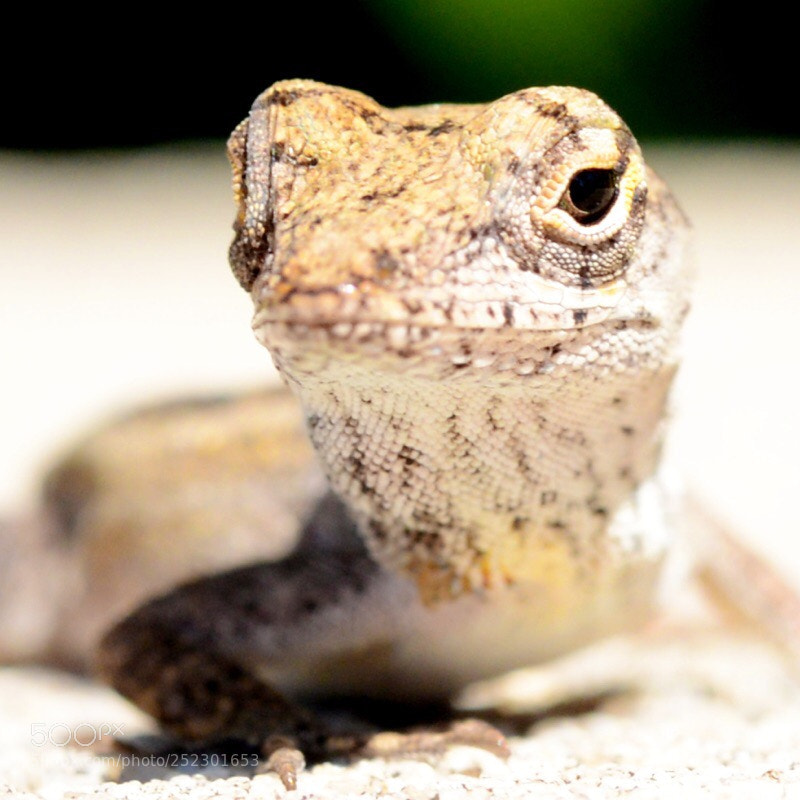 Nikon D600 sample photo. Untitled photography
