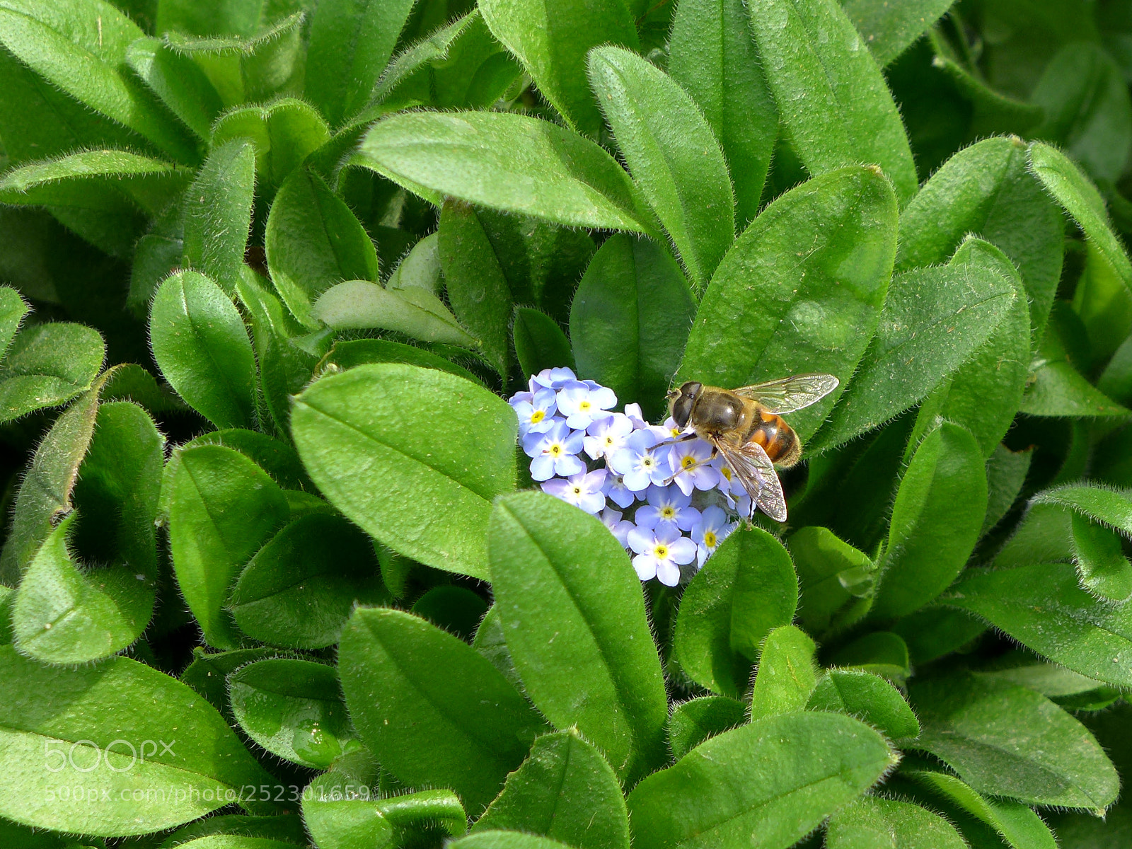 Panasonic Lumix DMC-LX7 sample photo. Middle of the green photography