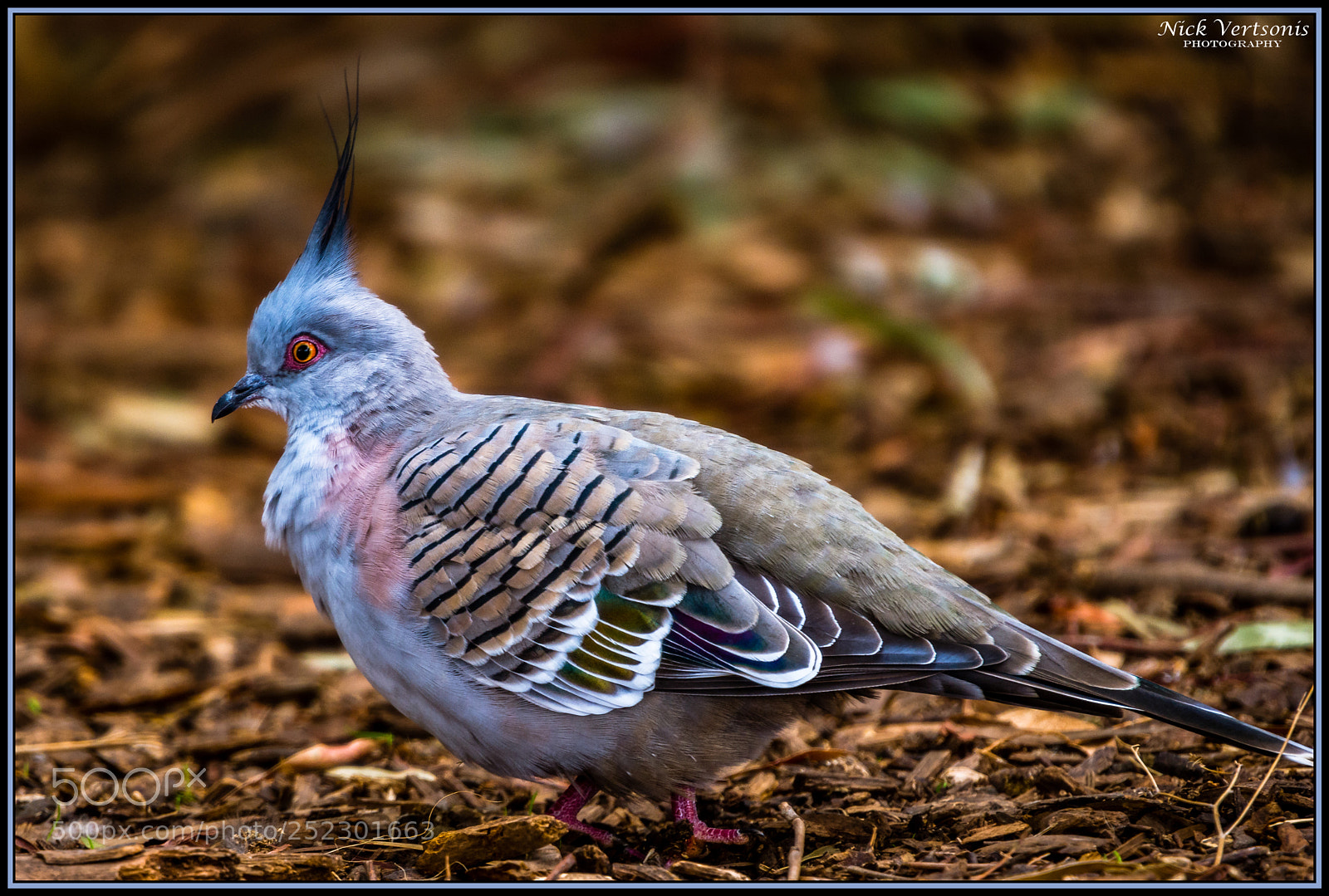 Nikon D7200 sample photo. Crested pigeon photography