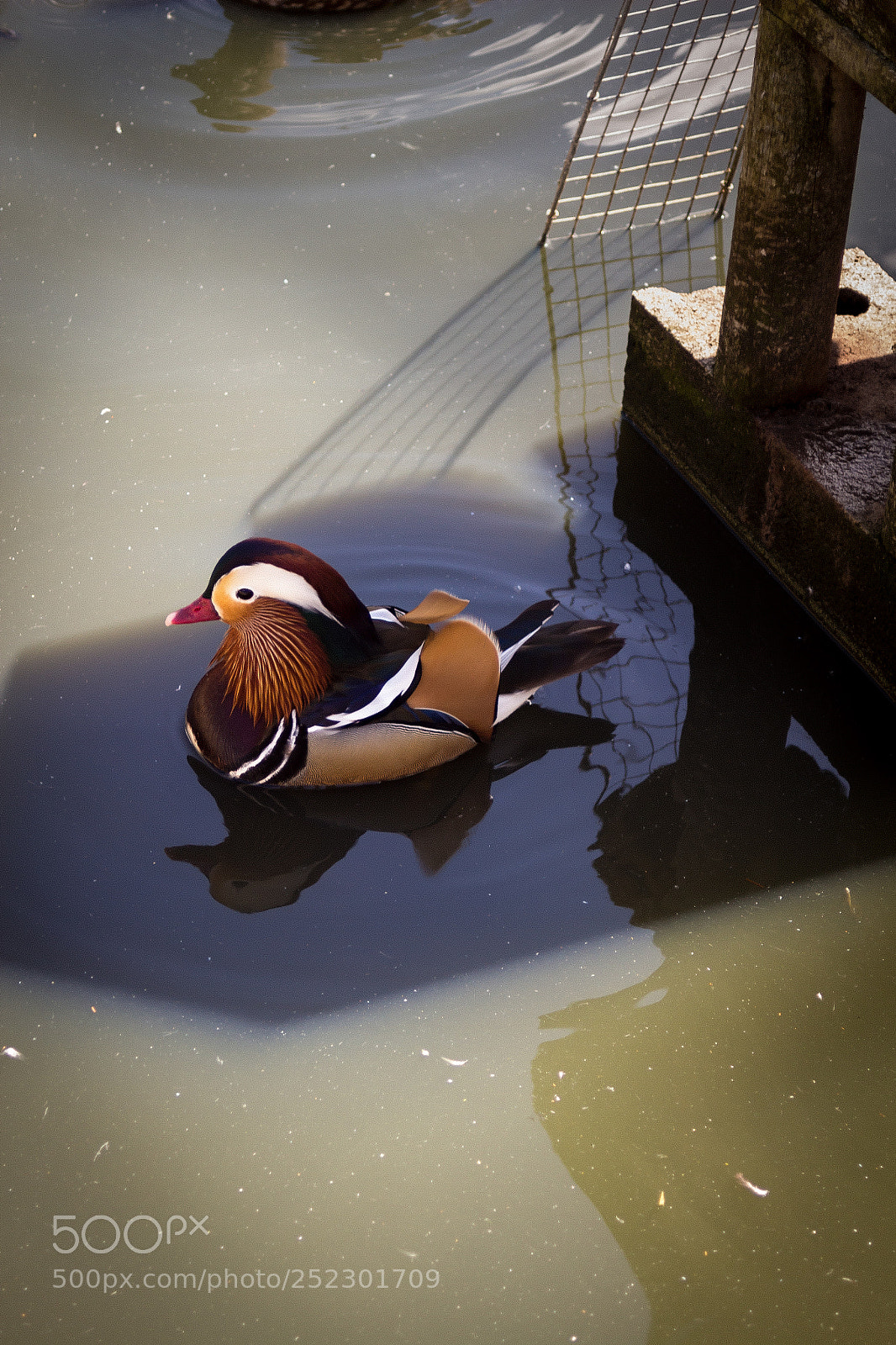 Canon EOS 100D (EOS Rebel SL1 / EOS Kiss X7) sample photo. Mandarin duck photography