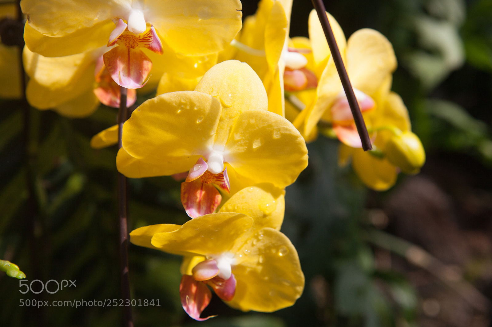 Canon EOS 5D Mark II sample photo. Orchids photography