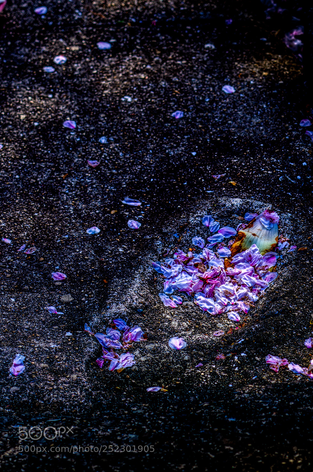 Sony a6000 sample photo. Sakura footprint photography