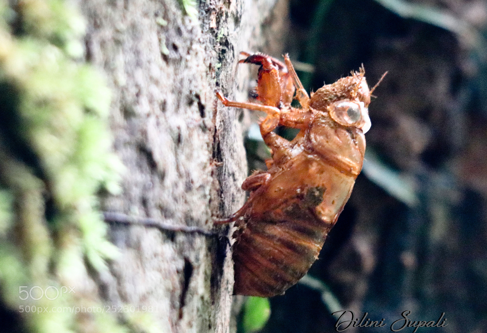 Canon EOS 80D sample photo. Shedded skin of a photography