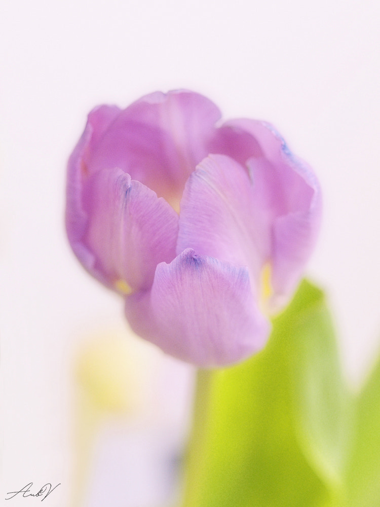 Olympus PEN E-PL1 sample photo. Tulipe photography