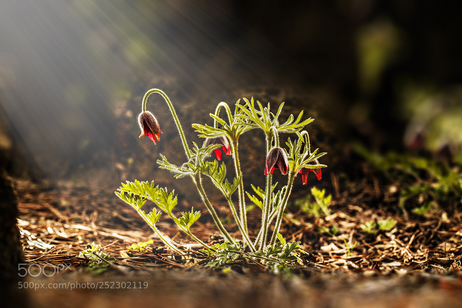 Sony a7R II sample photo. A pasqueflower photography