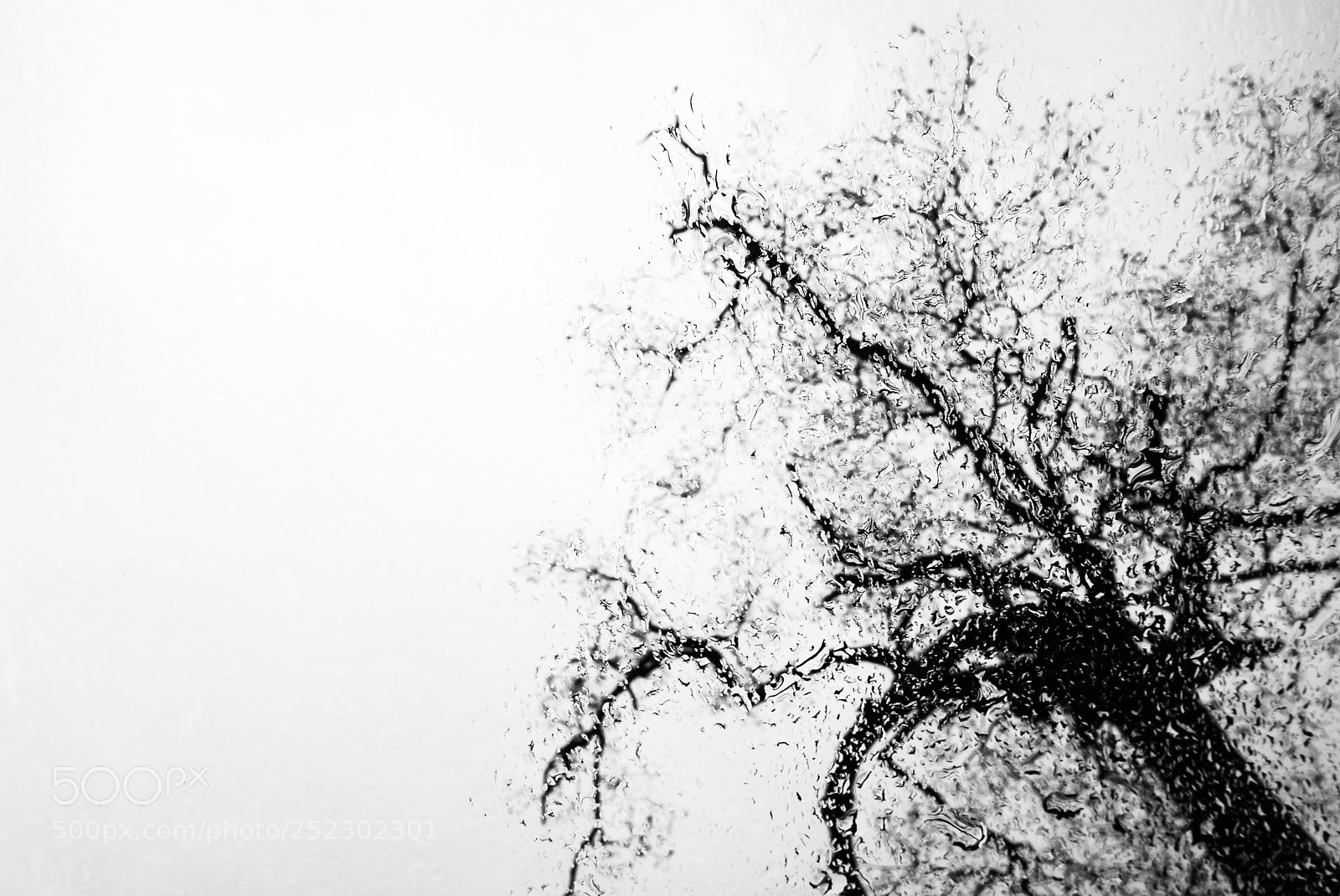 Panasonic Lumix DMC-LX100 sample photo. The tree, the rain photography
