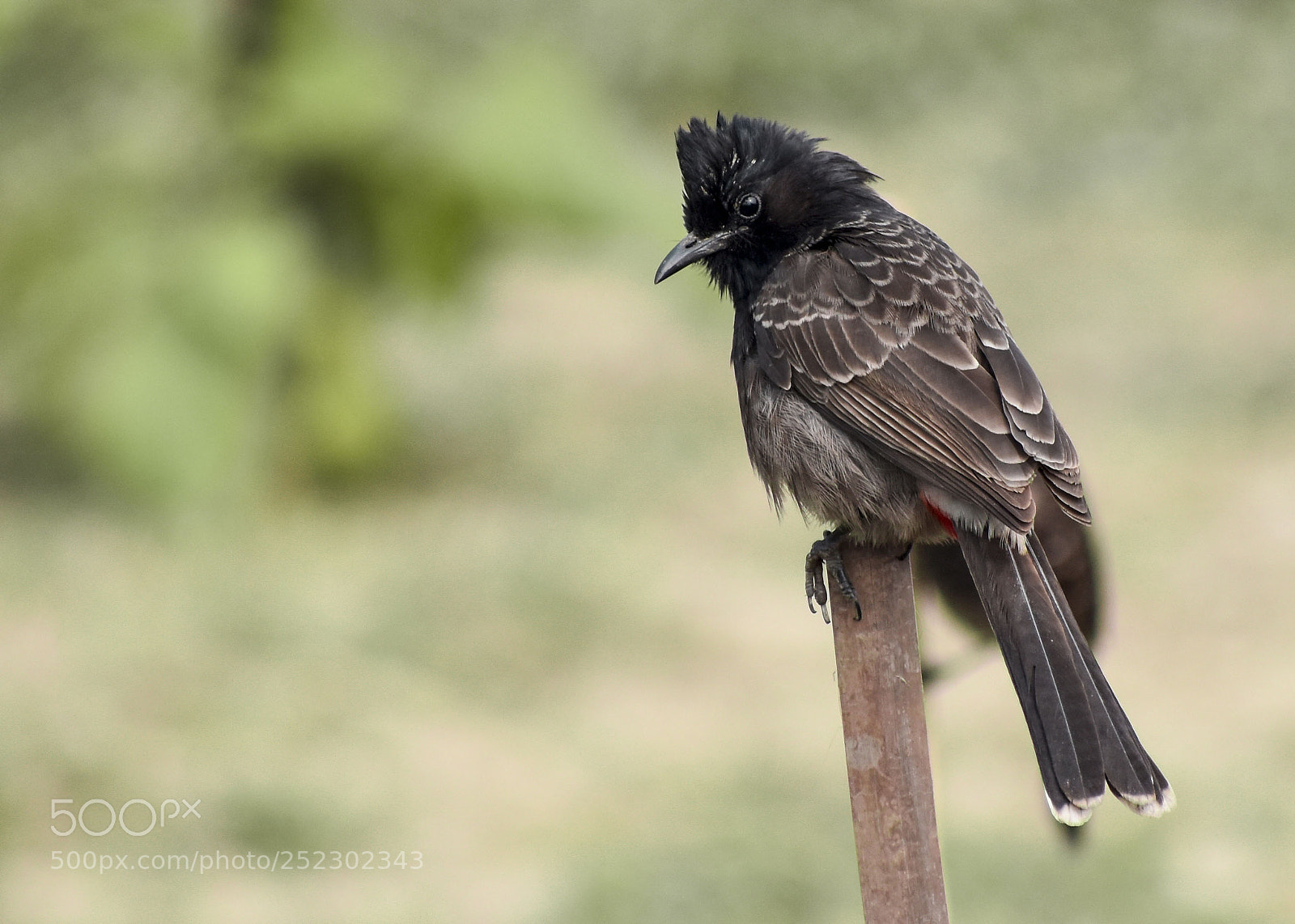 Nikon D5500 sample photo. Red vented bulbul photography