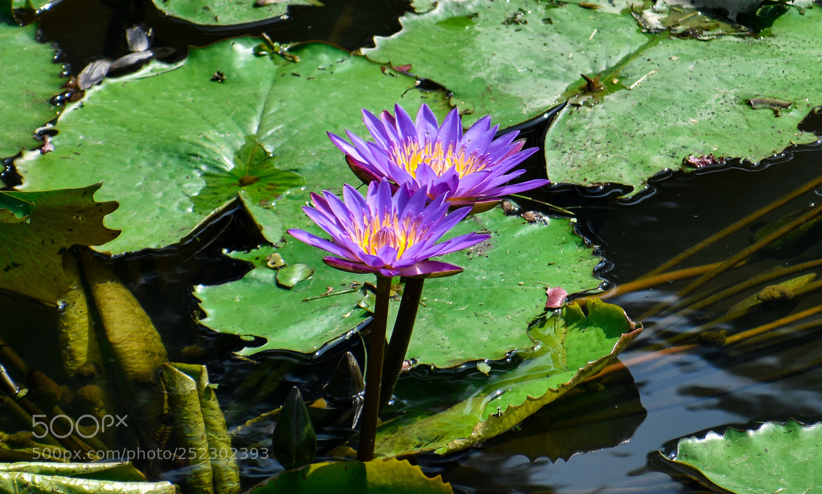 Nikon D5500 sample photo. Tropical water lily photography