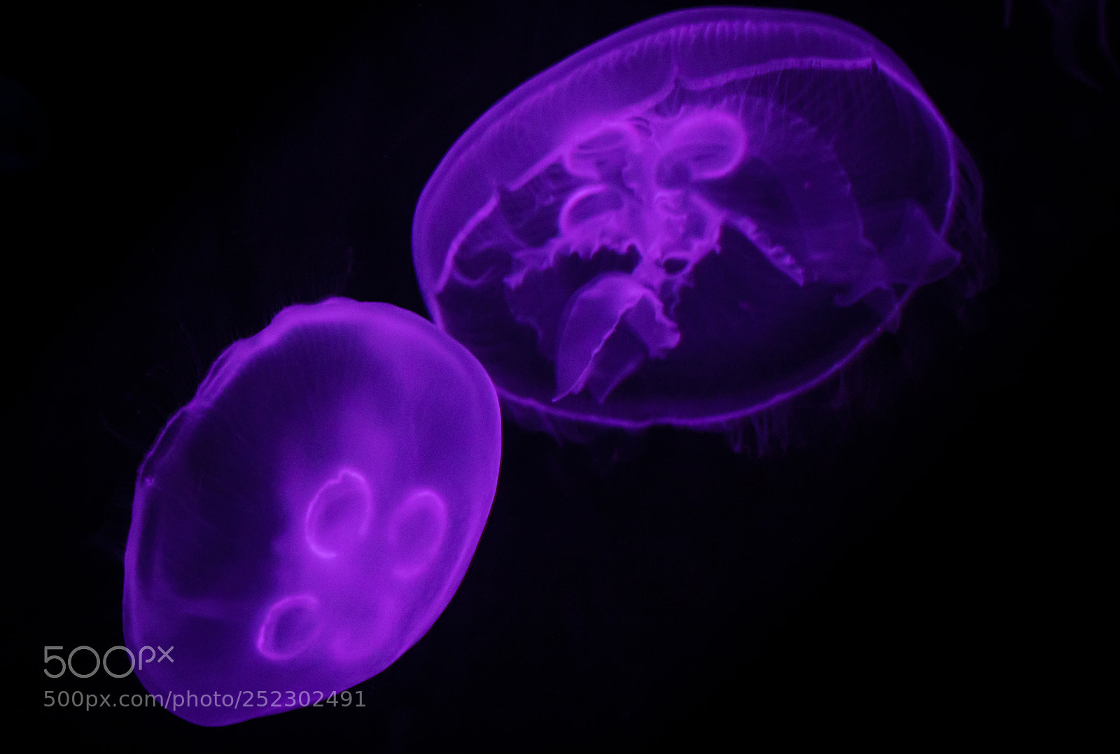 Canon EOS 750D (EOS Rebel T6i / EOS Kiss X8i) sample photo. Purple jellyfish photography