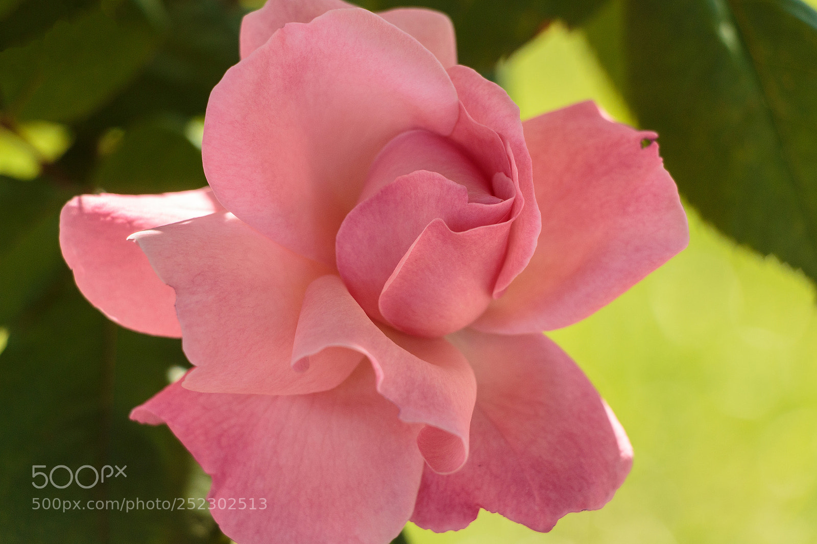 Canon EOS 70D sample photo. Pink photography