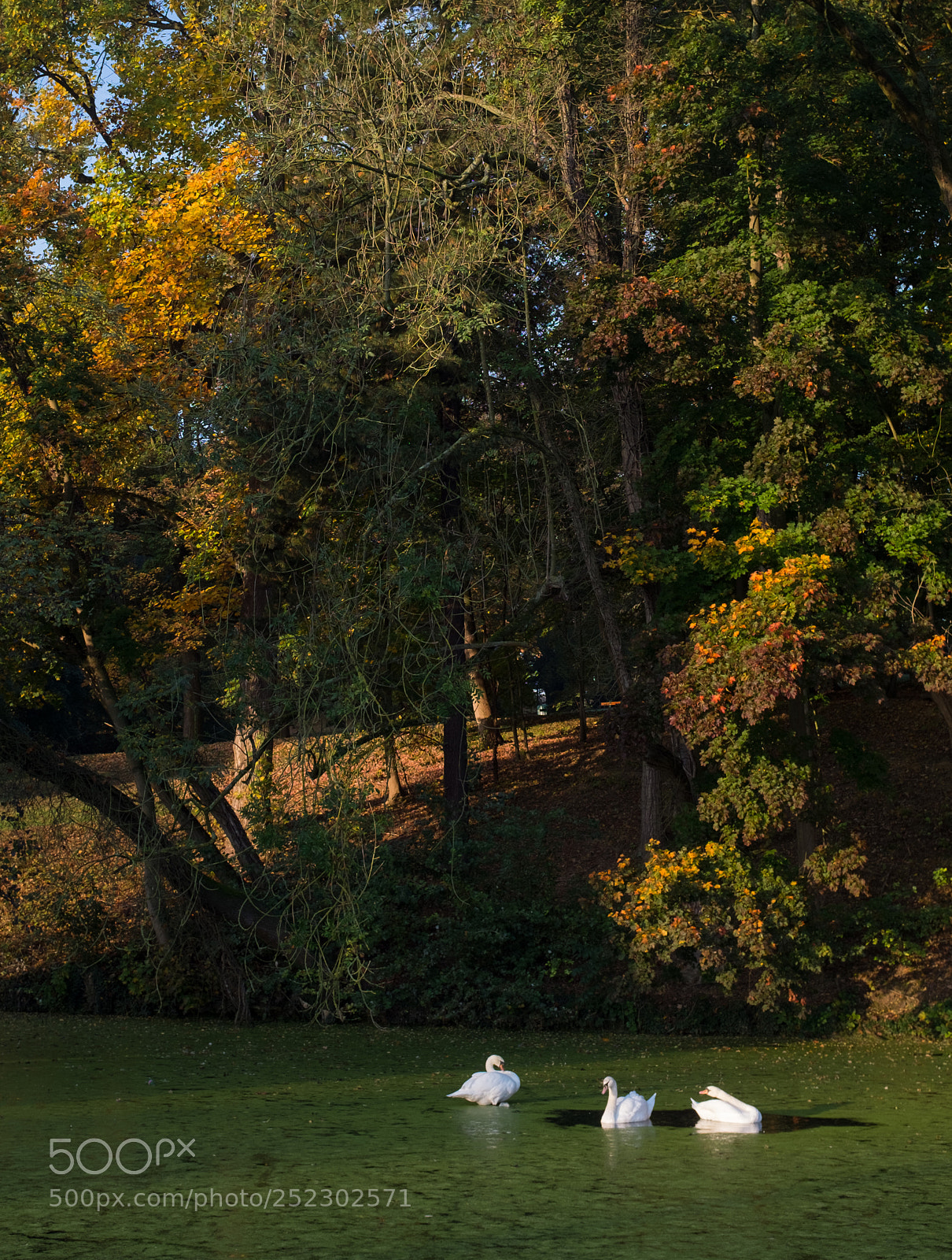 Fujifilm X100S sample photo. Swanlake photography