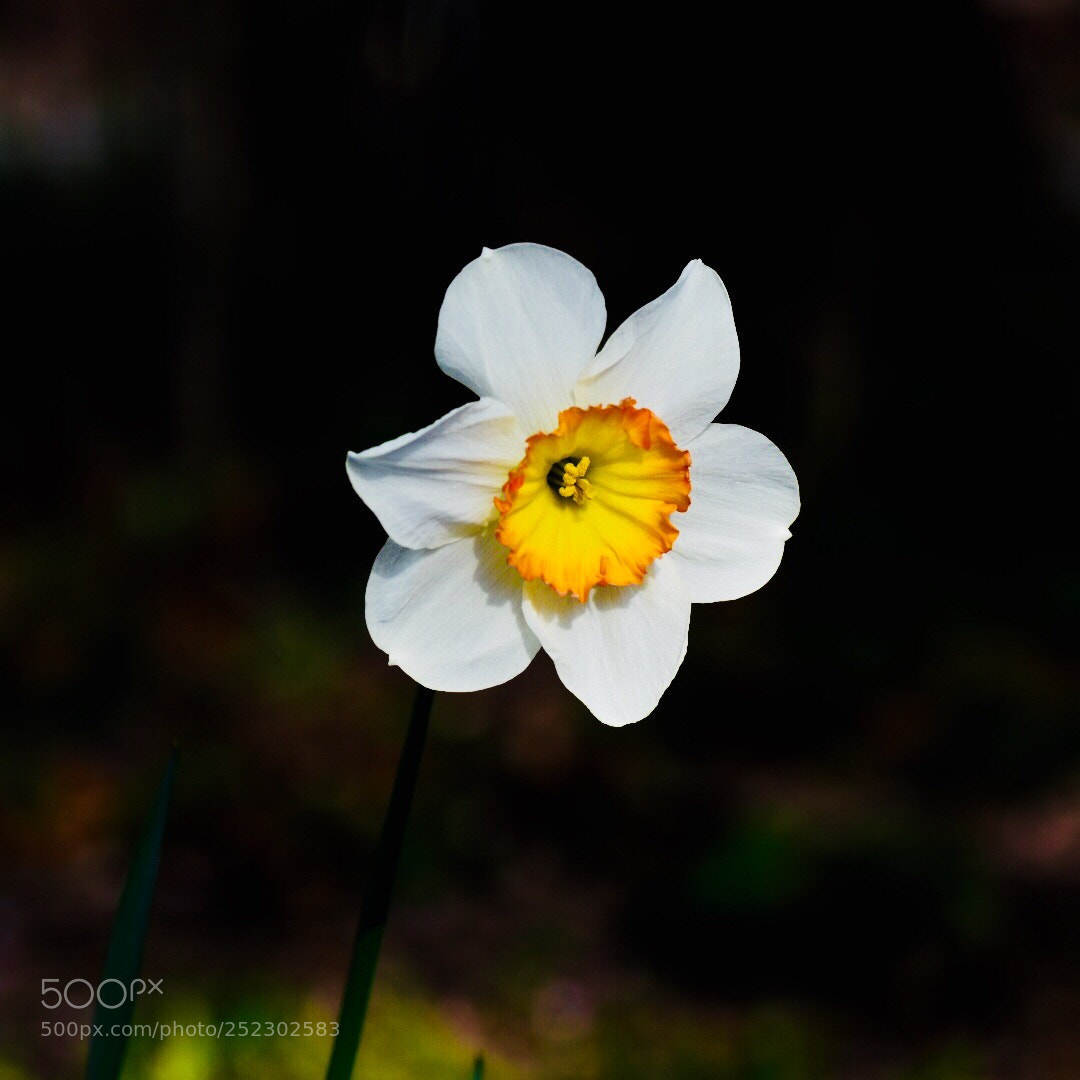 Nikon D7200 sample photo. Narcissus photography