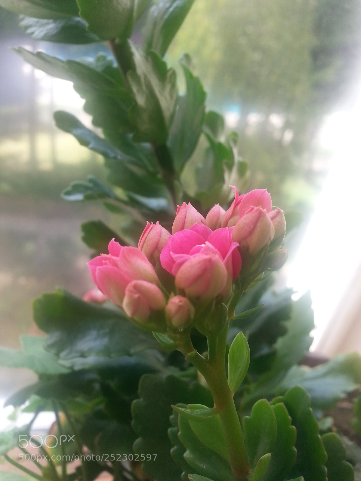 Samsung Galaxy Note2 sample photo. Happy flower photography