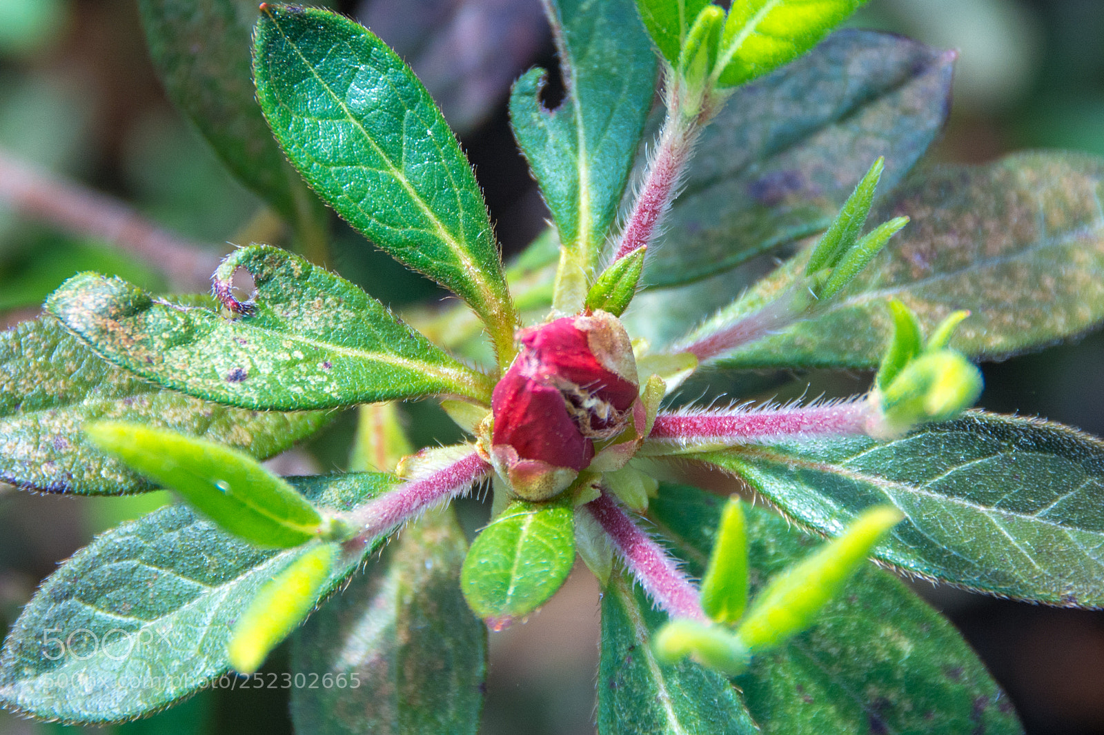 Nikon D7100 sample photo. Spring plant photography